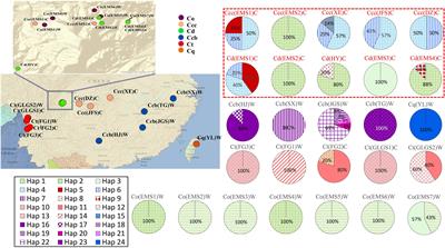 Genetic Diversity and Phylogeography of the Important Medical Herb, Cultivated Huang-Lian Populations, and the Wild Relatives Coptis Species in China